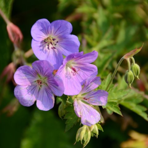 Purple petaled flower