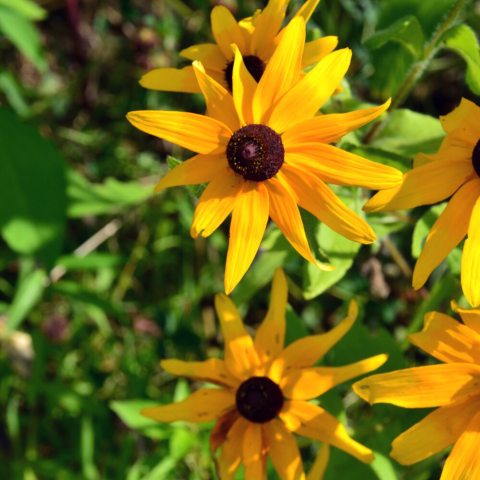 Flower inflorescence with yellow ray flowers and brown disk flowers