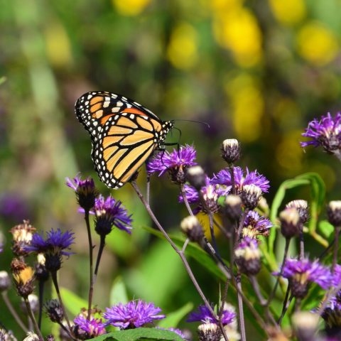 Purple flowers with a pollinator