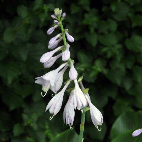 Inflorescence of white flowers