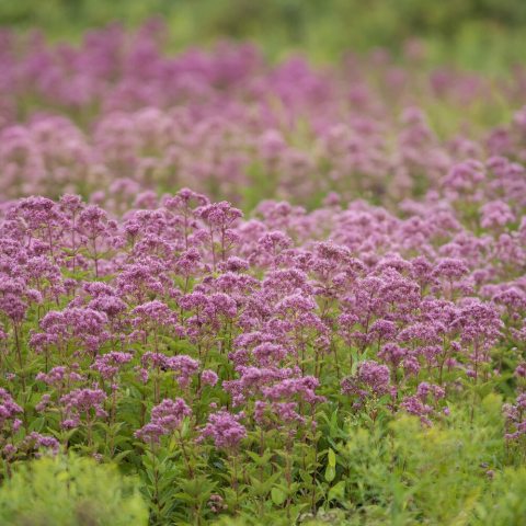 Purple flower inflorescences in a meadow