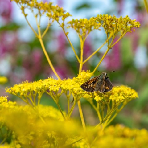 Yellow flower inflorescence with a pollinator