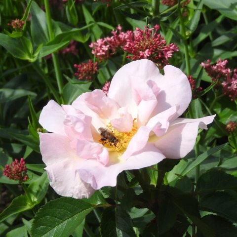 Pink petaled rose flower with a pollinator