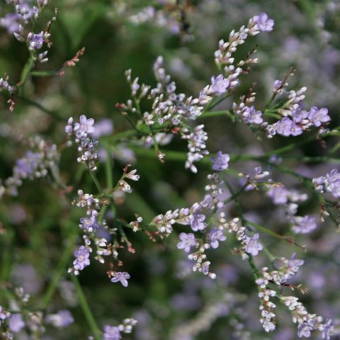 Small purple flowers with green stems