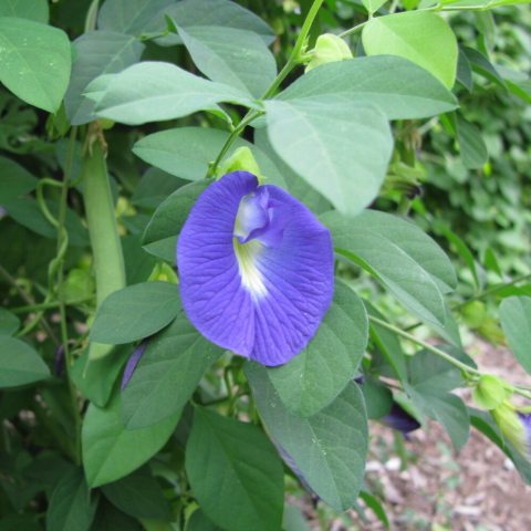 Purple flower against green foliage