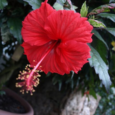 Red flower with monadelphous stamens 