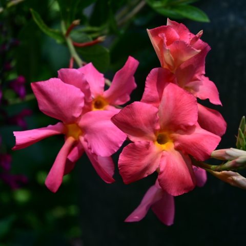 Pink flowers with five petals