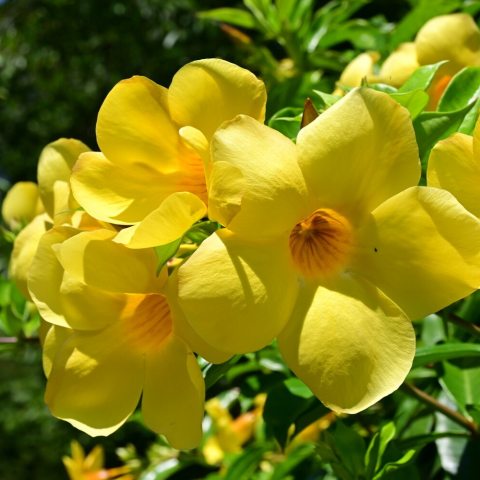 Large yellow flowers against green foliage