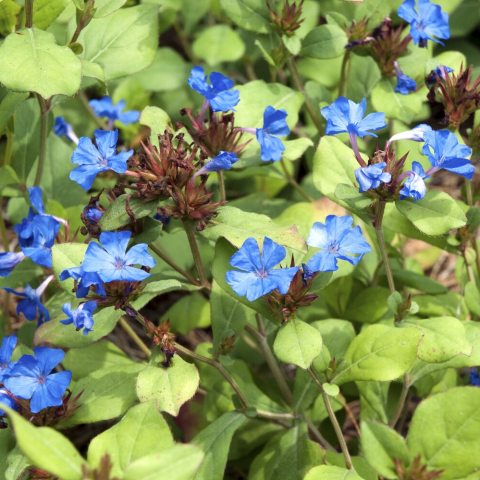Blue flowers against green foliage