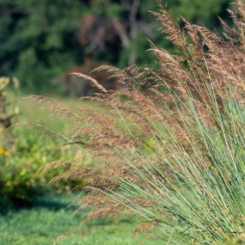 Grass with spikelet flowers