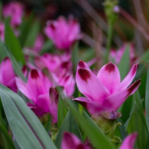 Pink bracts with red tips and green foliage