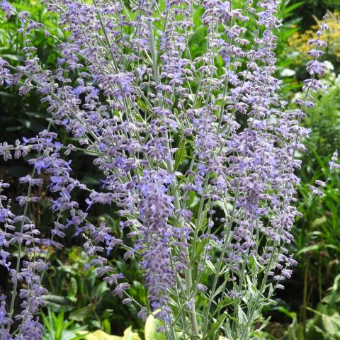 Many purple flowers 