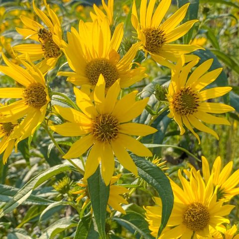Yellow flower inflorescences against green foliage