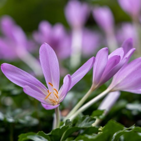 Purple flowers emerging from the ground