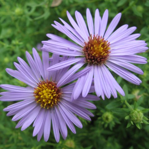 Purple flowers against a green background