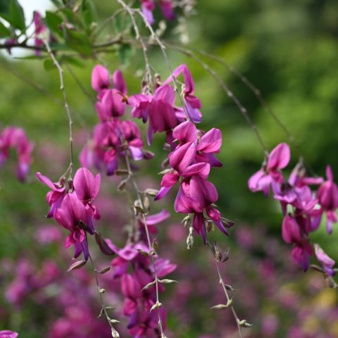 Pink flowers