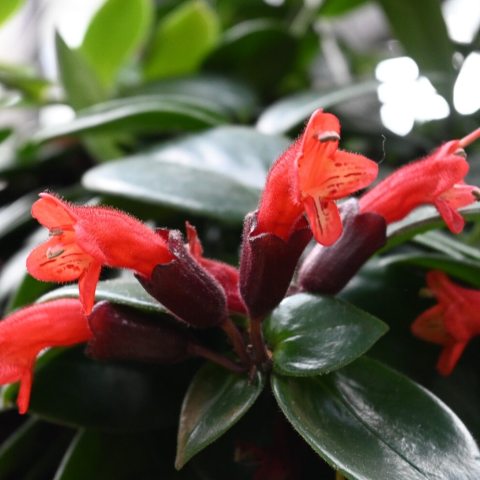 Red tubular flowers