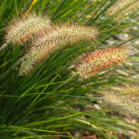 Grass with tufts of spike flowers