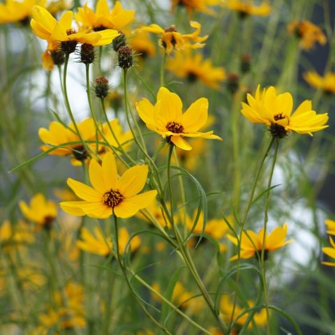 Yellow flower inflorescences with thin leaves