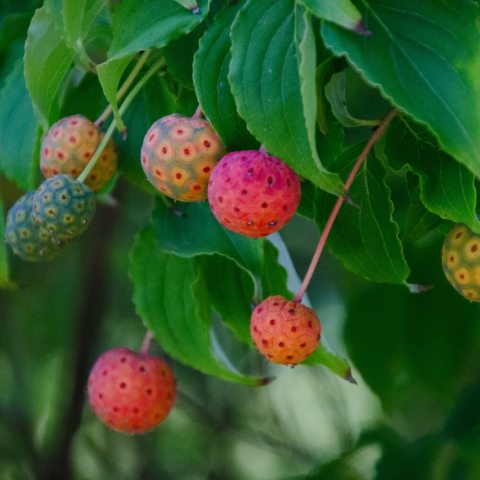 Red and green Dogwood fruits against green leaves