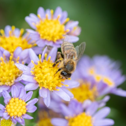 Blue purple Asters with a pollinating bee