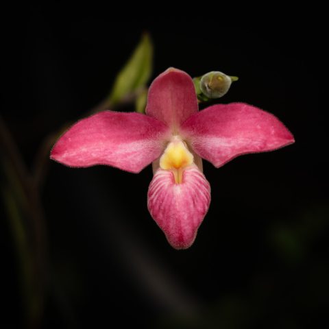 Pink orchid flower with yellow column 