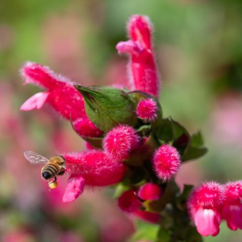 Red flowers with a pollinator
