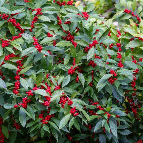 Red berries against green foliage