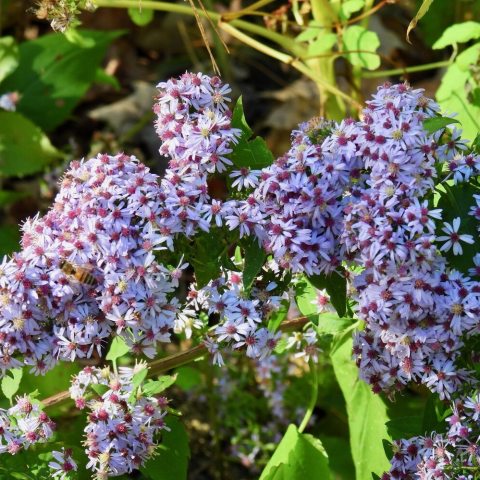 Small off-white flower inflorescences 