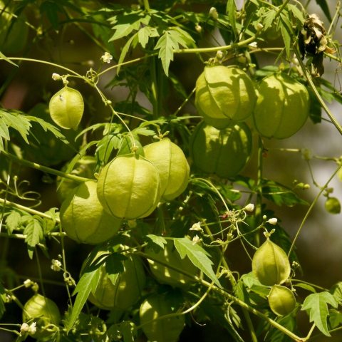 Green spherical or broad pear-shaped capsule fruits