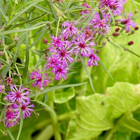 Purple flower inflorescences against green foliage