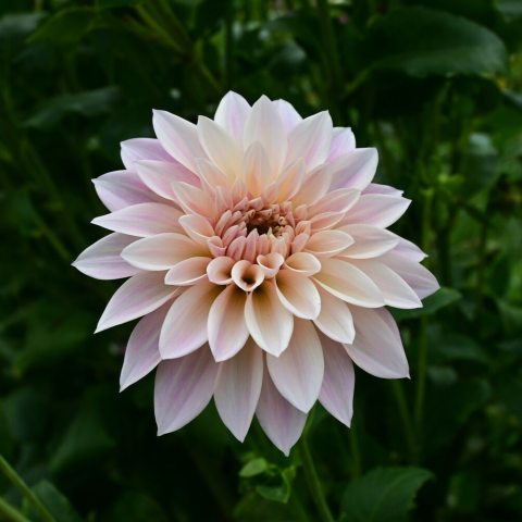Many petaled light pink flower