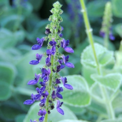 Inflorescence of purple flowers 