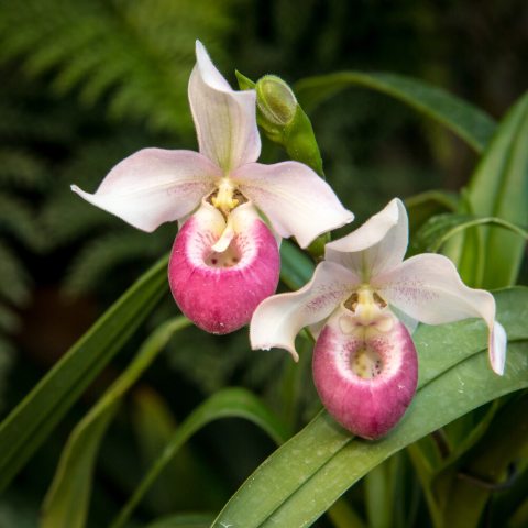 Two white and pink orchid flowers with pouched lips