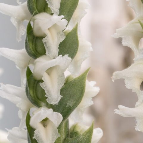 White orchid flowers in an inflorescence 