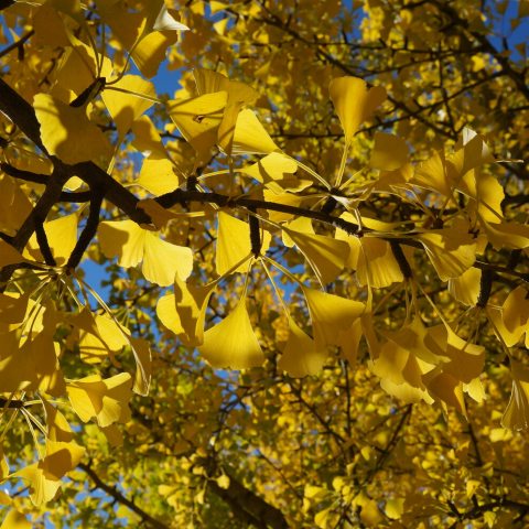 Yellow fan-shaped leaves on a branch