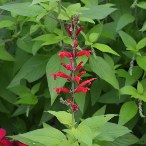 Red flower inflorescence in green foliage