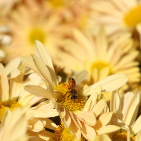 Yellow flower inflorescences with a honeybee