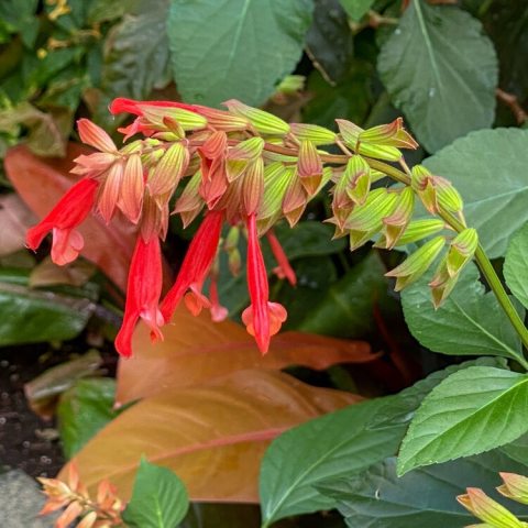 Inflorescence of pendulous red flowers