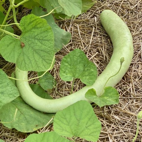 Long snake-like gourd on the ground with cordate leaves