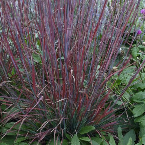 Blueish red grass