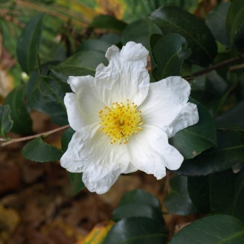 White five petaled flower with many stamen 