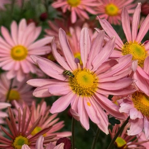 Pink and yellow flower inflorescence with a beetle in the center