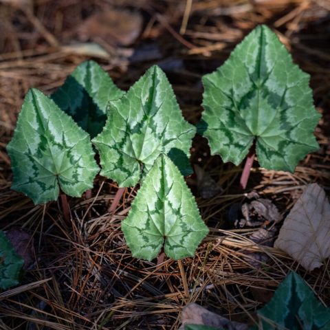 Green leaves growing out of the ground