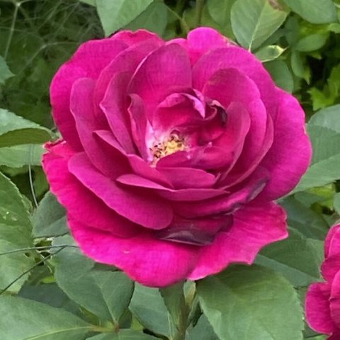 Deep pink multi-petaled rose flower