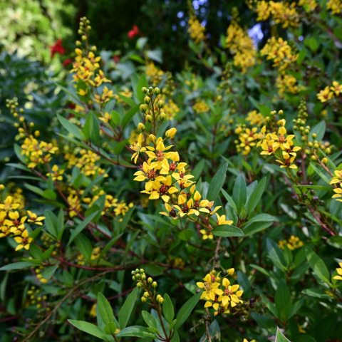 Yellow flower inflorescences with green leaves