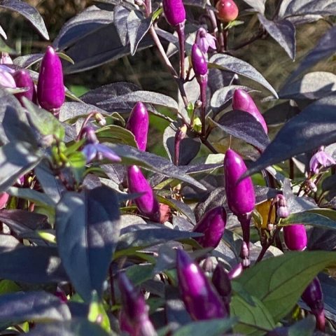 Purple peppers on a dark foliaged plant