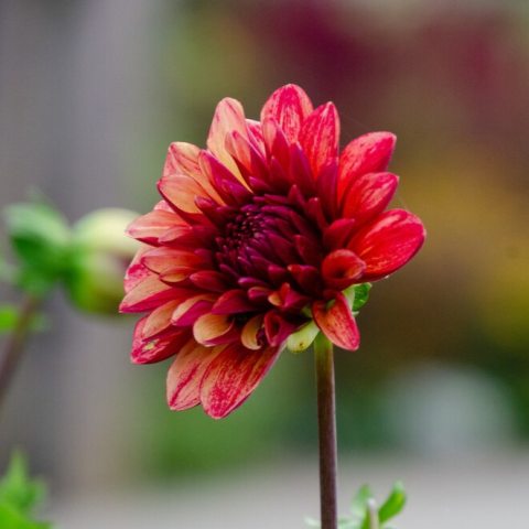 Red mottled flower inflorescence 