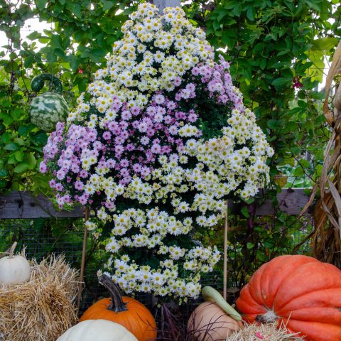 Topiary form of small white and purple chrysanthemum flowers