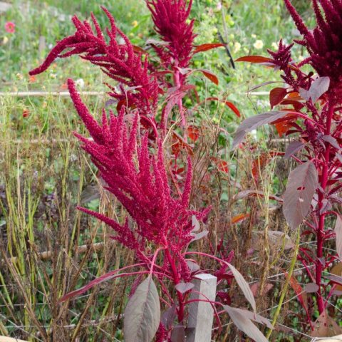 Multiple red inflorescences 